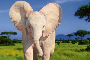 Residenzschloss Mergentheim, Event, Sonderausstellung Elefanten