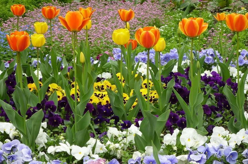 Foto: Pixabay, gemeinfrei Tulpen und Stiefmütterchen